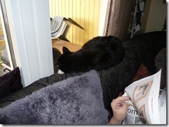 Katten Måns Katten Måns