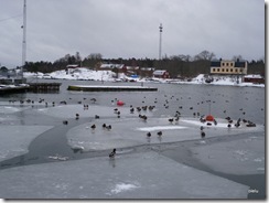 Grisslehamn Grisslehamn