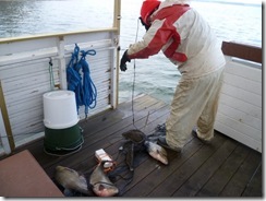fiske fiske