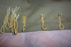 Frogs being made
