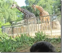 jirafas en el zoo