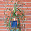 SerenDippity's Patio Plants garden