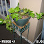 SerenDippity's House Plants garden
