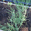 Onion - Evergreen Long White Bunching