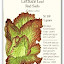 Lettuce - Leaf: Red Sails