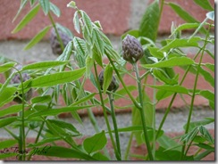 blauwe regen
