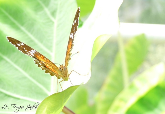 [Hortus Botanicus 017[7].jpg]
