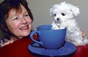 Six-month-old Maltese pup Scooter sits dwarfed by this tea cup as owner Cheryl McKnight admires her 'tiny ball of fluff'.