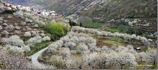 VALLE_DEL_JERTE_en_flor.JOSE_LUIS_RODRIGUEZ.jpg[1]