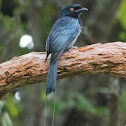 Racket-tailed Drongo