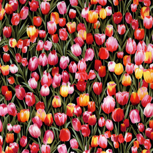 DC4126 Spring Primavera Tulip