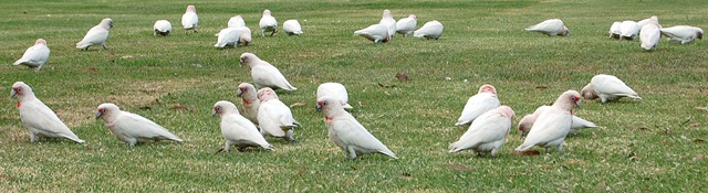 [corellas[3].jpg]