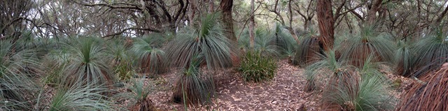 [Annie's bush[4].jpg]