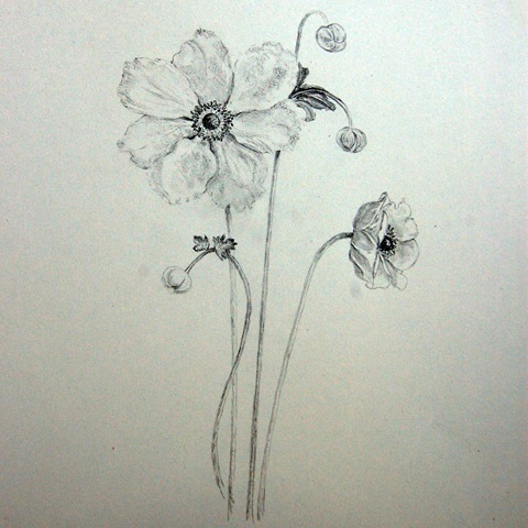 [Intro to Botanical Illustration - 4[2].jpg]