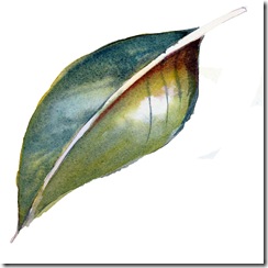 Intro to Botanical Illustration - Fiona McKinnon