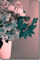 Mitty's flowers 5
