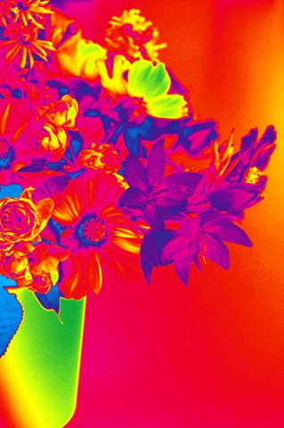 [Mitty's flowers 8[2].jpg]
