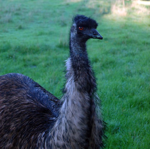 [emu[3].jpg]