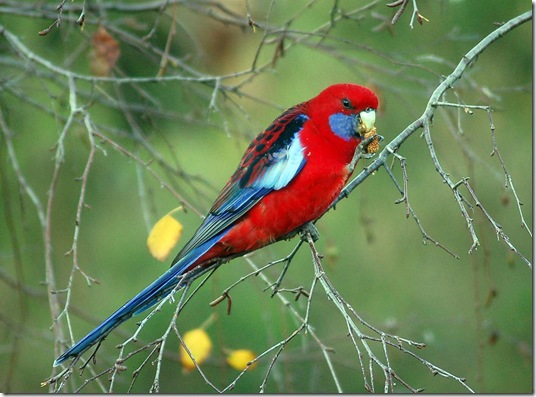 rosella