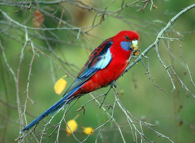 [rosella[5].jpg]