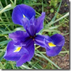 Mitty's flower 8