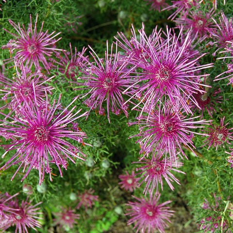 [Mitty's flower 5[1].jpg]