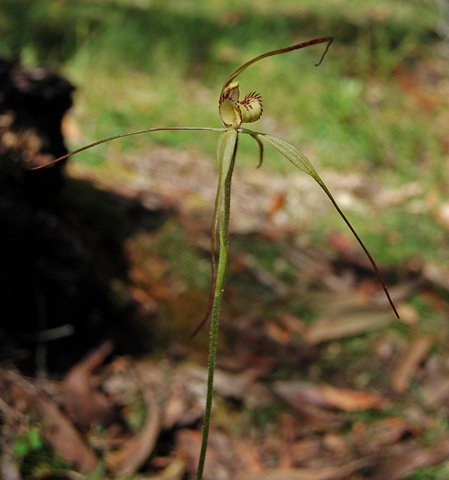 [Kaye's bush - spider orchid 2_resize[4].jpg]