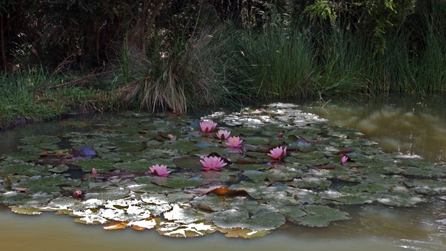 [water lilies[4].jpg]