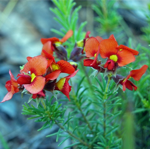 [Grampians - pea flower[4].jpg]