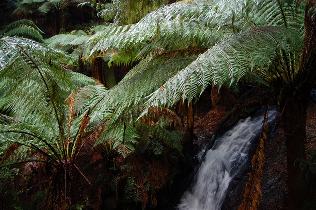 [ferns and water[4].jpg]