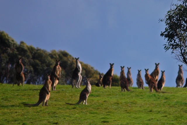 [kangaroos[4].jpg]