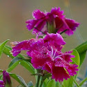 Dianthus