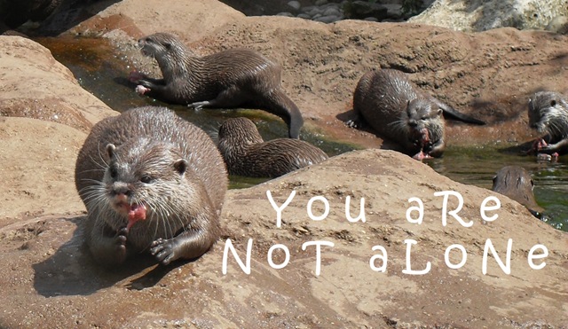 [otter - you are not alone[4].jpg]