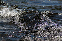 BWCA 169.JPG