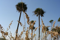 South Carolina 138.JPG