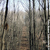 La pădure