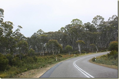 Eucalyptus forests from the road