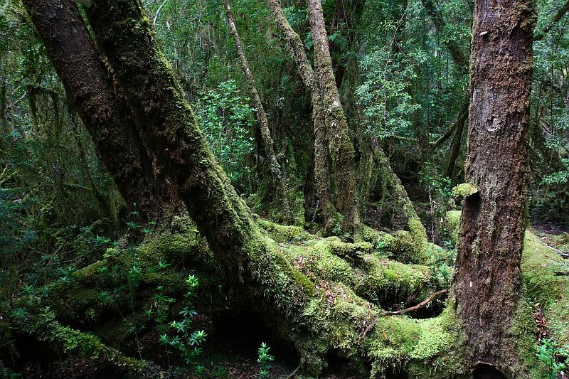 [100104GordonRiverCruiseTasmania_101_[1].jpg]
