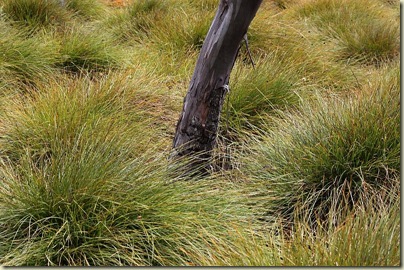 Cradle Mt NP, Snake Hill to Ronnie Creek