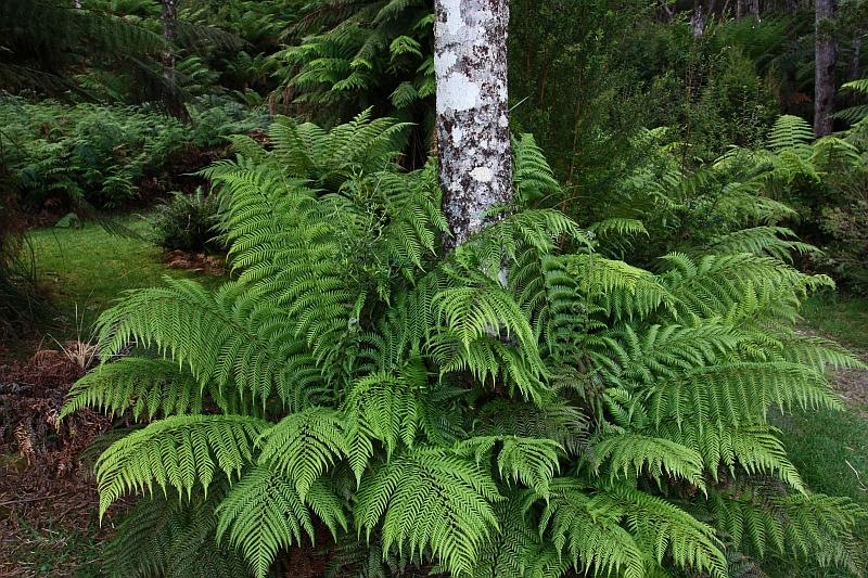 [100104SarahIslandTasmaniatreeferns_0[1].jpg]