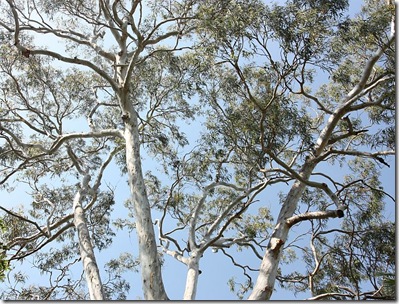 Gum tree, Cremorne Point, Sydney