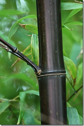 Black bamboo