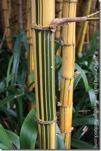 Bambusa vulgaris 'Vittata' Bambusa vulgaris 'Vittata'