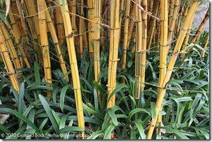 Bambusa vulgaris 'Vittata' Bambusa vulgaris 'Vittata'