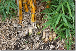 Bambusa vulgaris 'Vittata' Bambusa vulgaris 'Vittata'