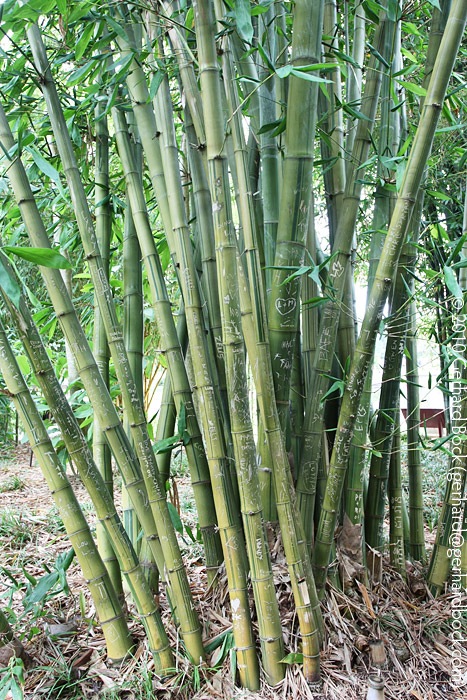 [Dendrocalamus-latiflorus-Mei-nung-Royal-Bot-Garden-Sydney_02_sm[3].jpg]