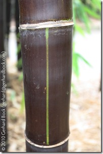Gigantochloa atroviolacea Gigantochloa atroviolacea