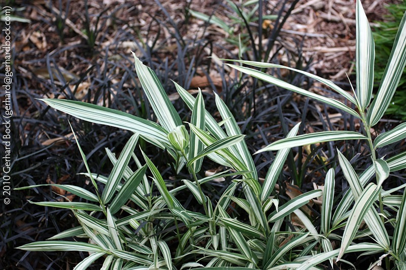 [Pleioblastus-variegata-at-Royal-Botanic-Gardens-Syndey-091227_sm[2].jpg]