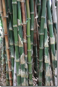 Thyrsostachys siamensis Thyrsostachys siamensis