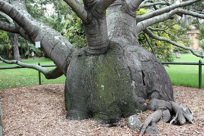 [091227_queensland_bottle_tree_sm[2].jpg]